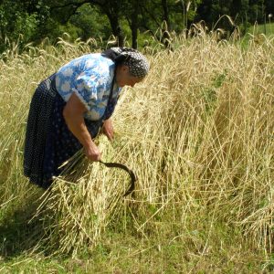 Príprava materiálu – žnica pri žatve