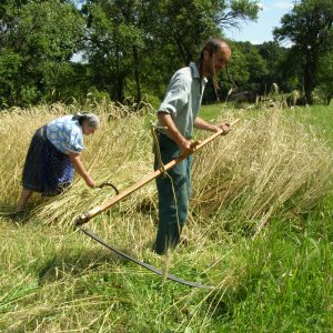 Príprava materiálu – kosenie raže